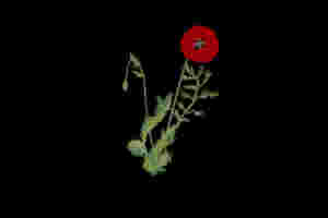 Alexandra Savior - Belladonna of Sadness