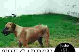 The Garden - Haha