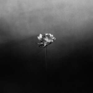 Little Simz - Lotus