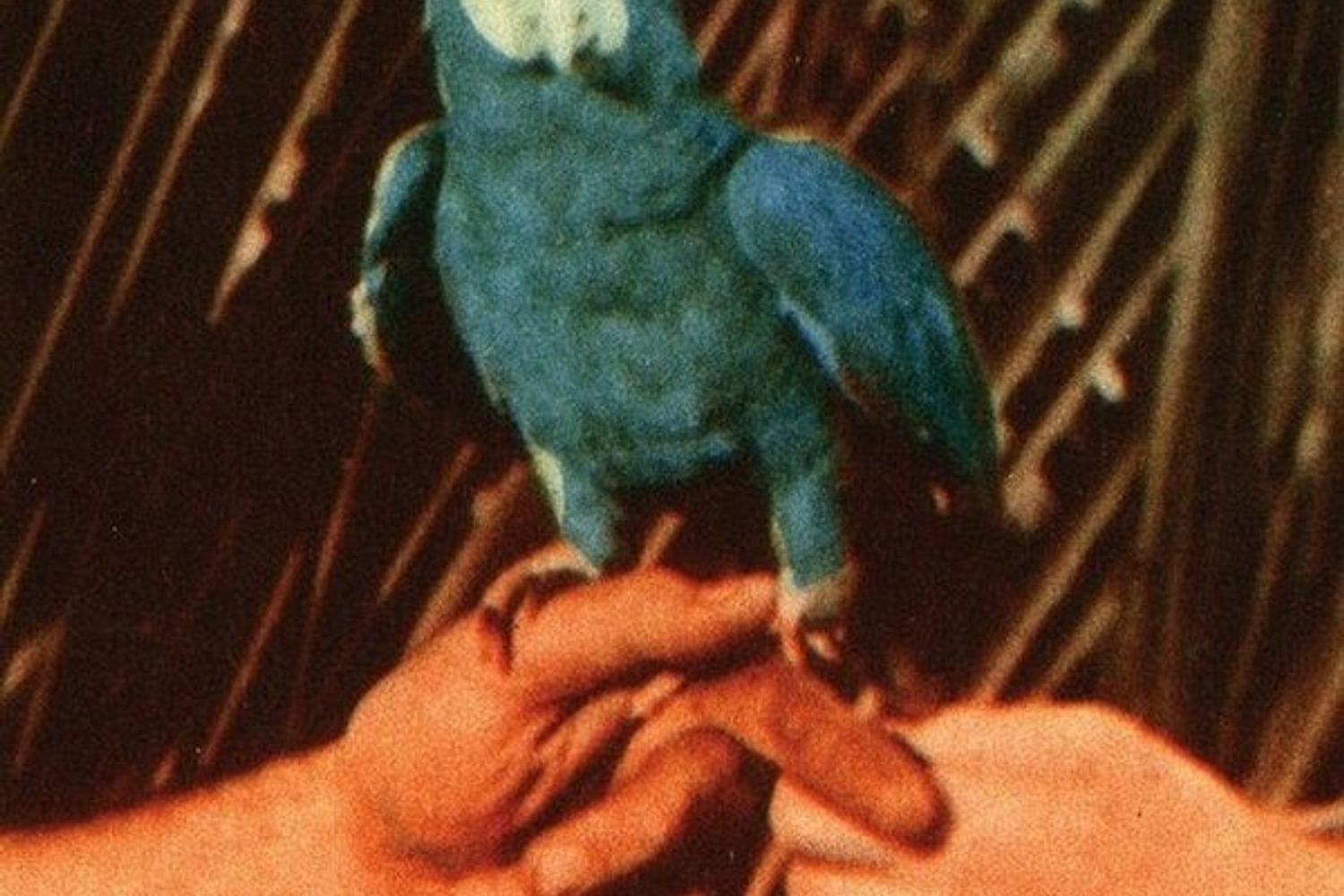 Andrew Bird - Are You Serious