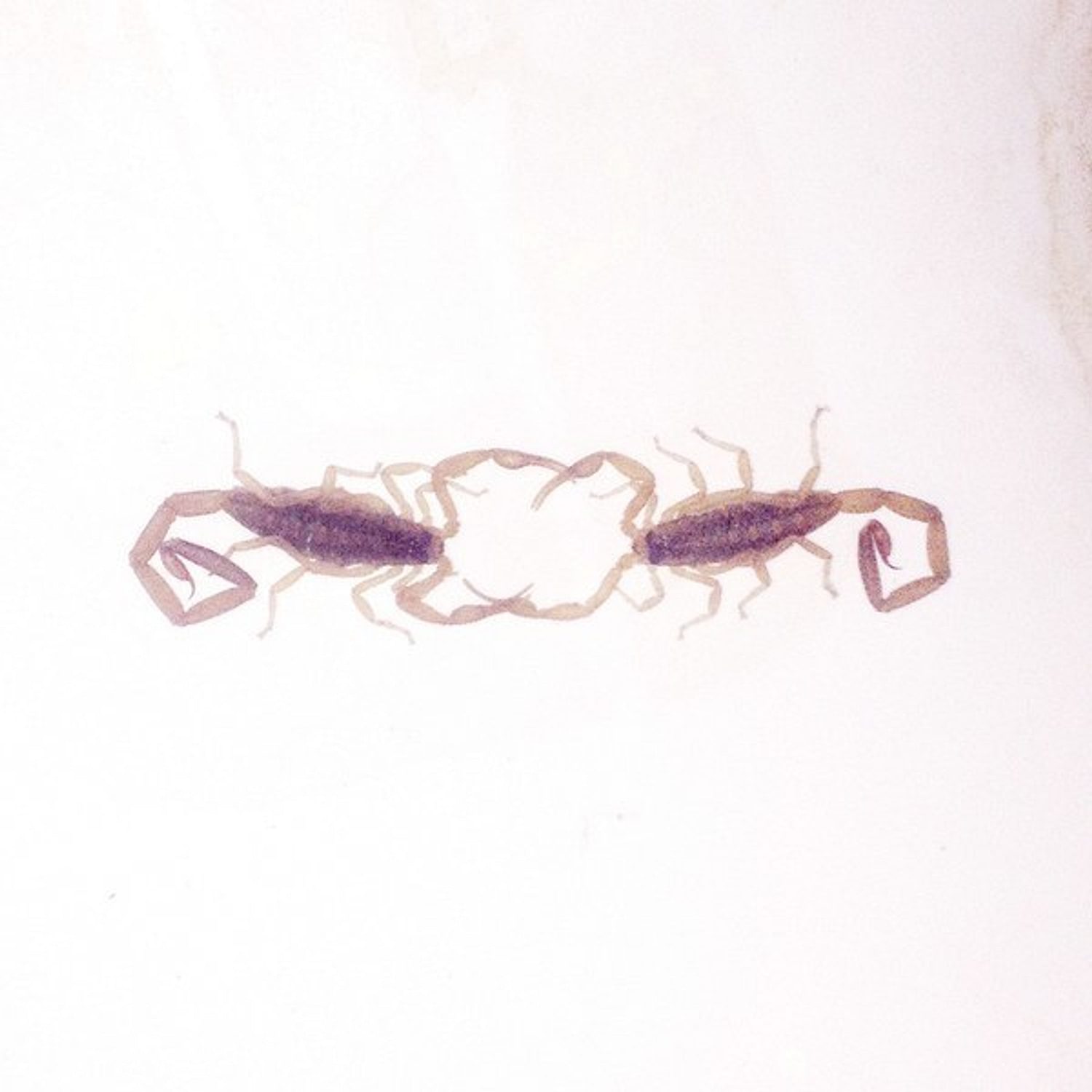 Cross Record - Wabi-Sabi