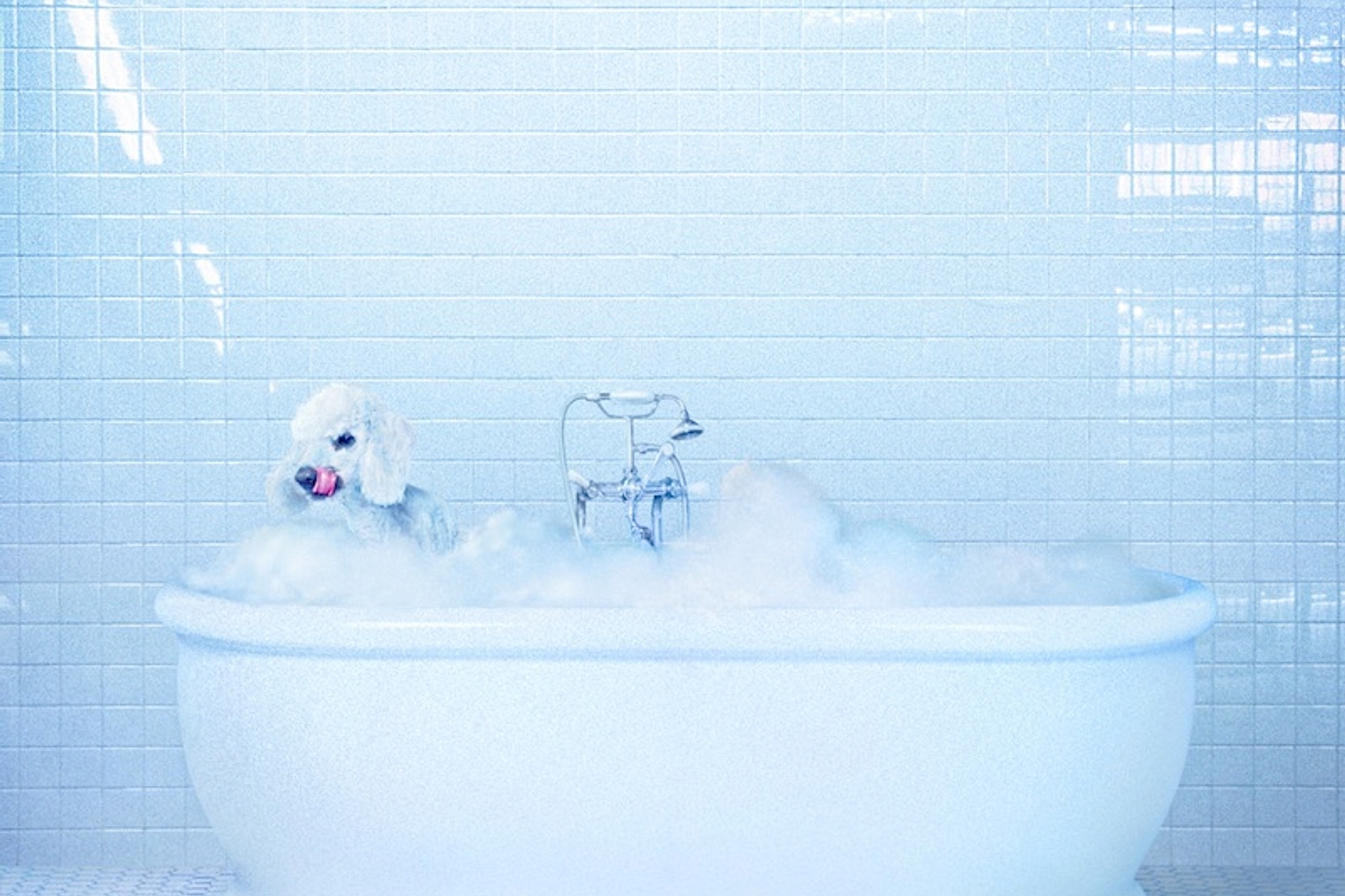 Frankie Cosmos - Vessel