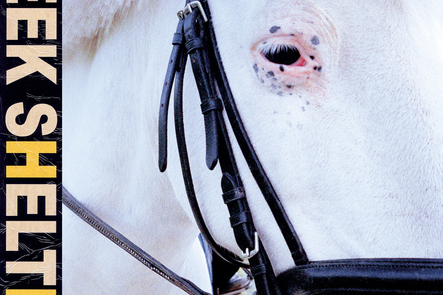 Iceage - Seek Shelter