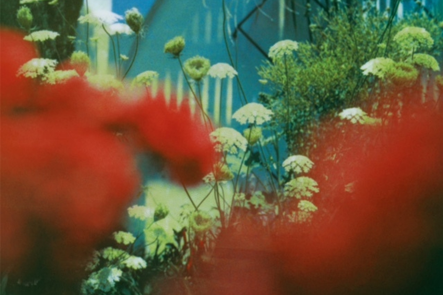 Pulled Apart By Horses - The Haze