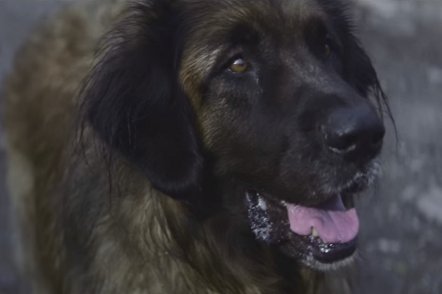 PUP’s video for ‘Sleep in the Heat’ is a tribute to man’s best friend