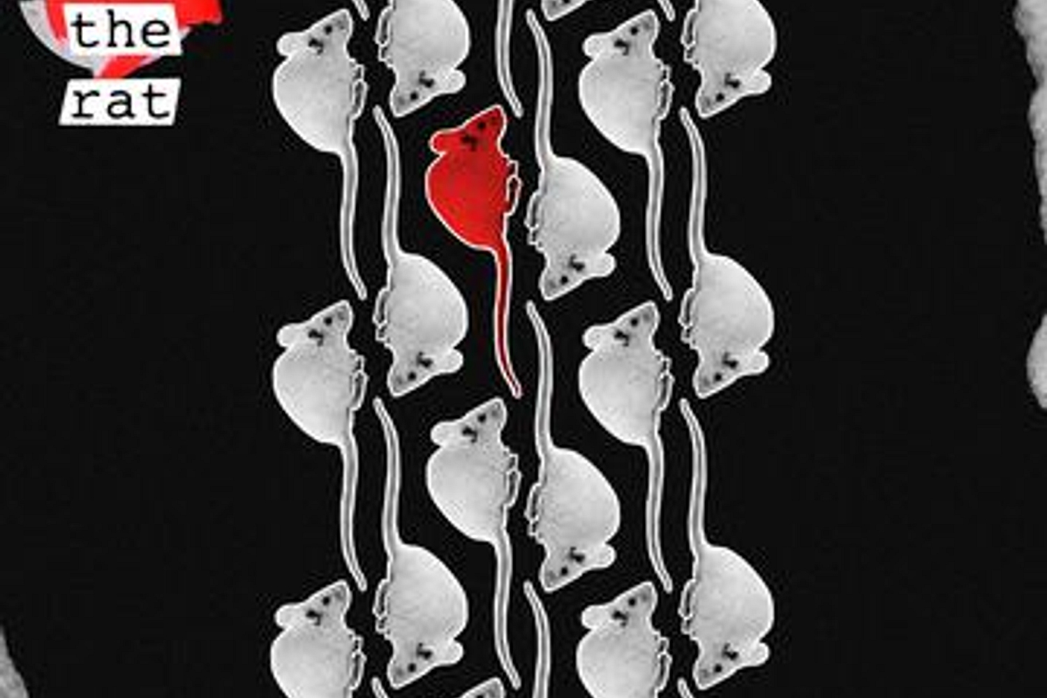 Softcult - Year of the Rat