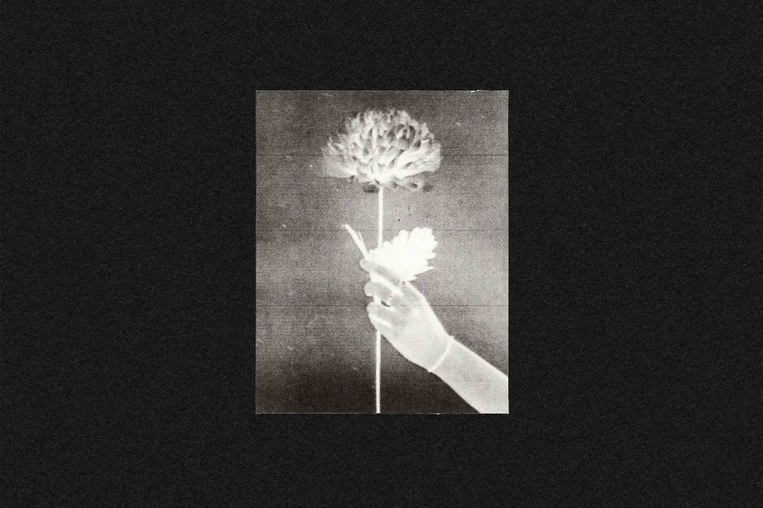 White Flowers - Day By Day